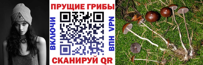 shop телеграм  Таруса  Галлюциногенные грибы ЛСД 